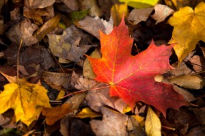 Efterårsblade i falmede farver